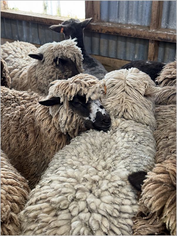 Julie Howdens natural colored Romney ewes and lambs. Photo: Lynley Coffey.